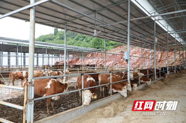 乡村现代化猪舍建设实景图集